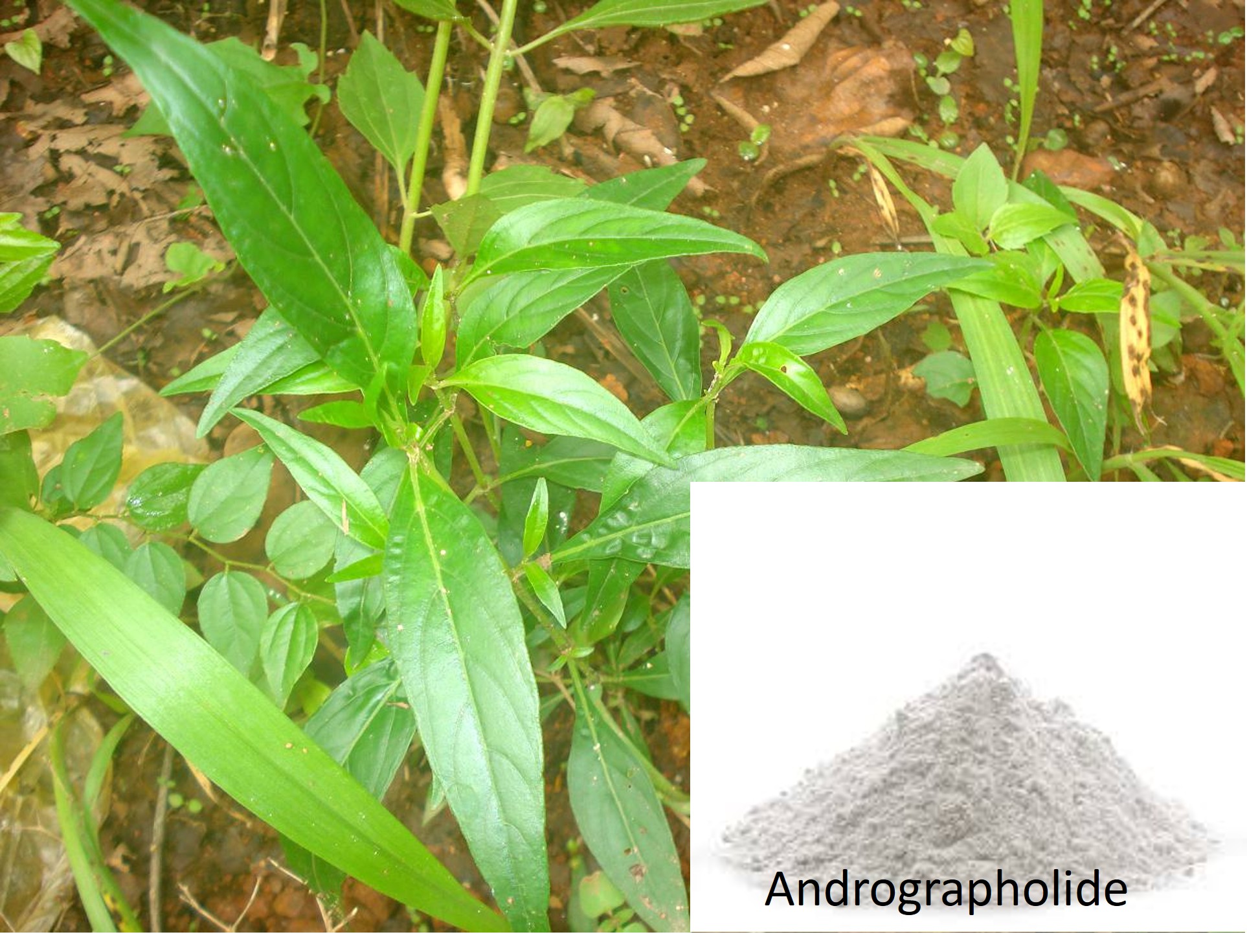 Andrographolide