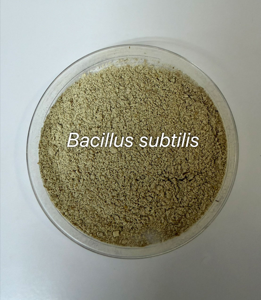 Bacillus Subtilis