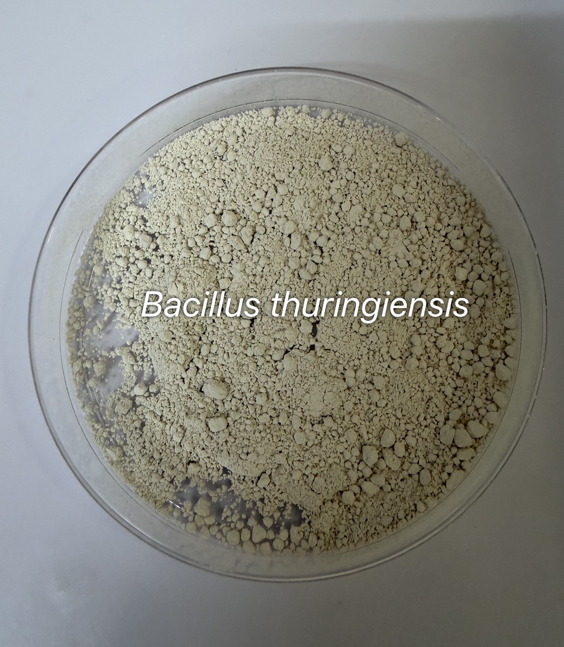 Bacillus Thuringiensis